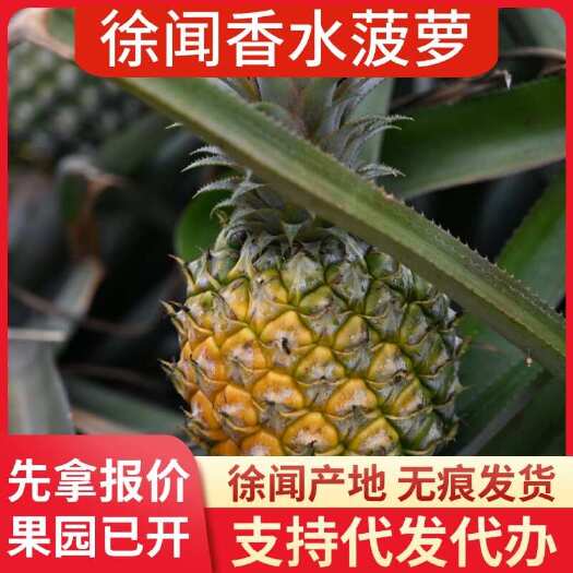 徐闻县徐闻香水菠萝 1 斤 3 斤 5 斤 8 斤 大中小果 产地