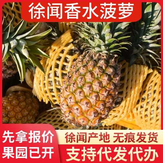 徐闻县批发代发广东徐闻香水菠萝 1 斤 3 斤 5 斤 8 斤 大