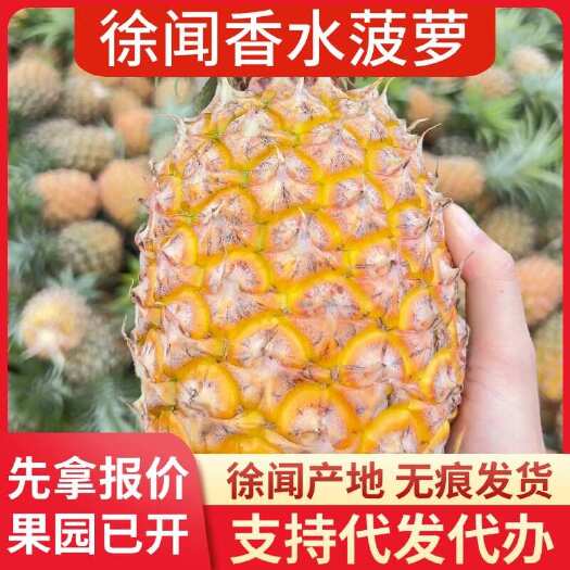徐闻县广东徐闻香水菠萝批发代发 大中小果 3/5/8 斤 1 斤起