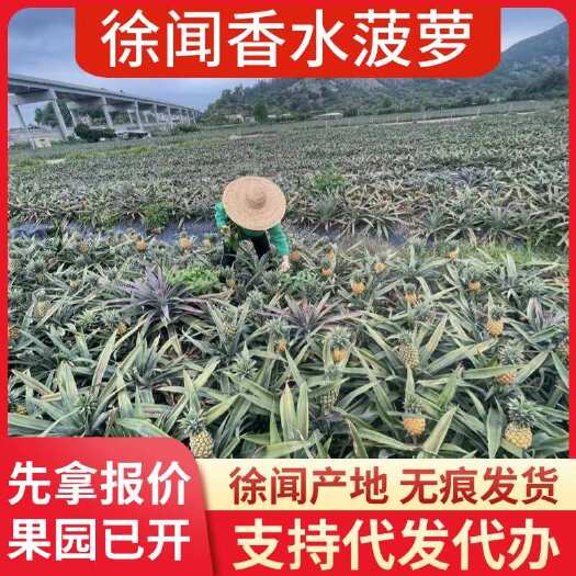 徐闻县广东徐闻香水菠萝 大中小果 1 斤 3 斤 5 斤 8 斤批