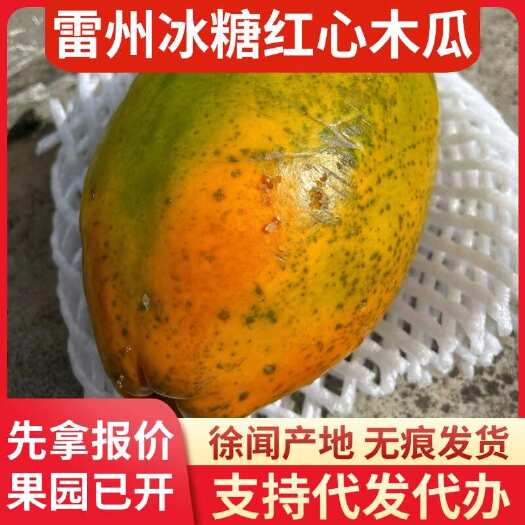徐闻县湛江雷州冰糖红心木瓜 3 斤现摘现发代发批发