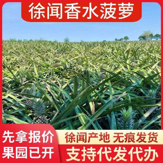 徐闻县广东徐闻香水菠萝 1-8 斤 大中小果 一件代发 新鲜直达