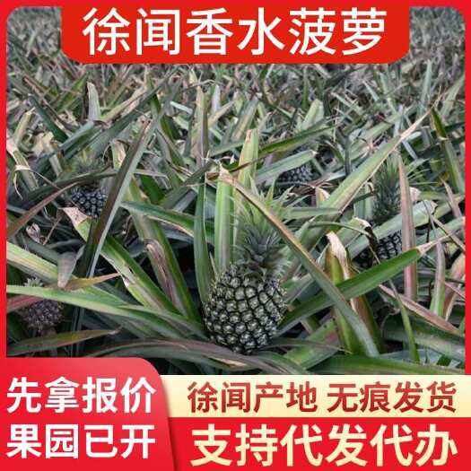 徐闻县广东徐闻香水菠萝批发代发 3/5/8 斤 大中小果 1 斤起