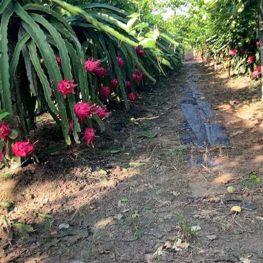 湛江红宝龙火龙果 广东湛江麻章区产地直发 热带水果新鲜采摘