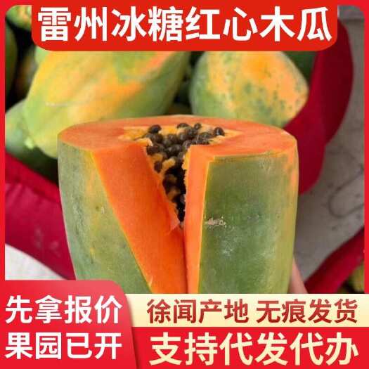 徐闻县广东雷州冰糖红心木瓜 10 斤产地直供专线代发