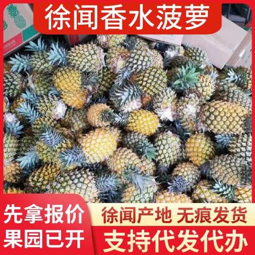 徐闻县广东徐闻香水菠萝 1-8 斤大中小果 一件代发 产地直发