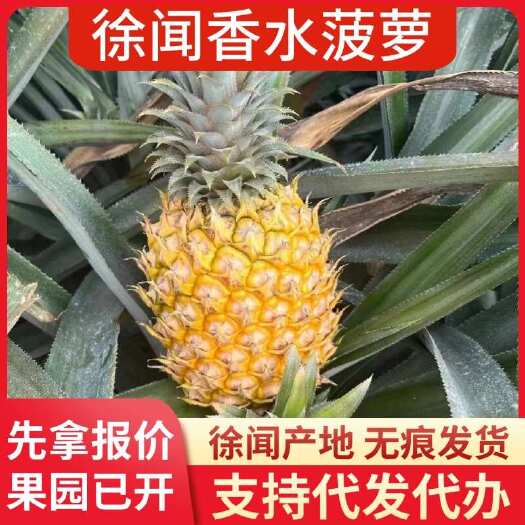 徐闻县广东徐闻香水菠萝 大中小果 1/3/5/8 斤 一件代发售