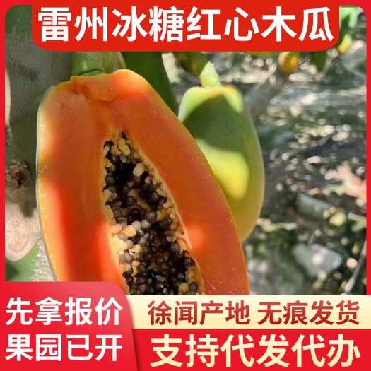 徐闻县广东雷州冰糖红心木瓜 15 斤专线代发产地供