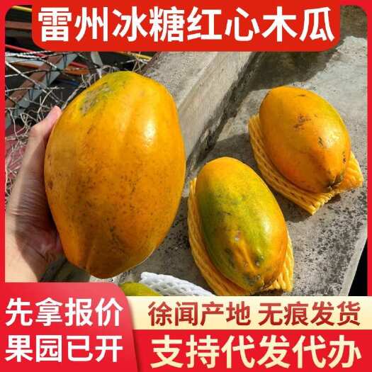 徐闻县新鲜冰糖红心木瓜 10 斤广东雷州代发专线直供