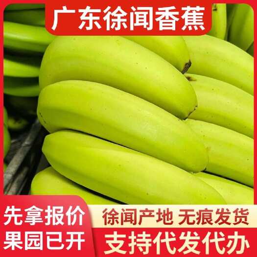 徐闻县徐闻县香蕉 15 斤批发专线代发新鲜直达