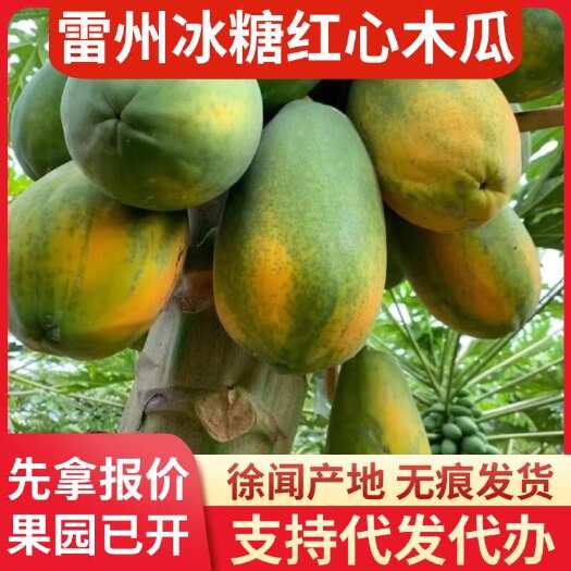 徐闻县广东雷州冰糖红心木瓜 20 斤快递代发产地直供
