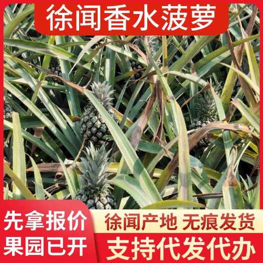 徐闻县批发代发徐闻香水菠萝 多种规格 1/3/5/8 斤大中小果