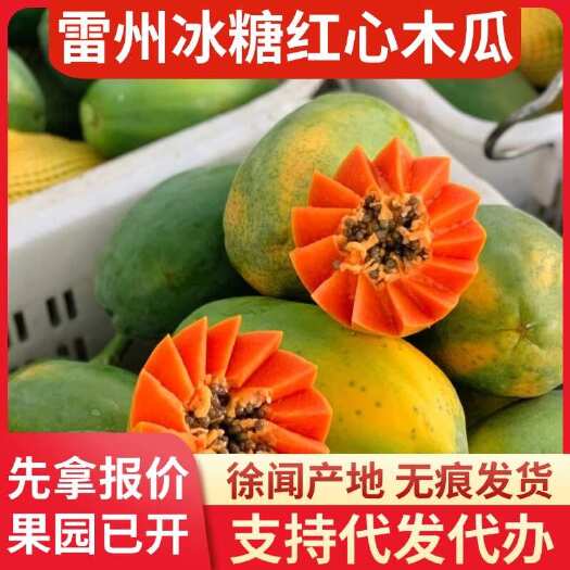 徐闻县雷州市 3 斤冰糖红心木瓜产地直发专线代