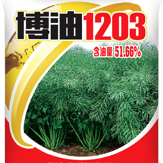 国审高含油51.66%高产高抗病油菜种子【博油1203】