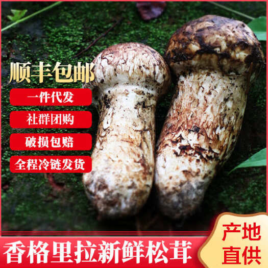 2025云南香格里拉未开伞新鲜松茸现货批发 顺丰冷链空运包邮