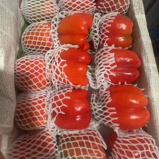 广州红椒