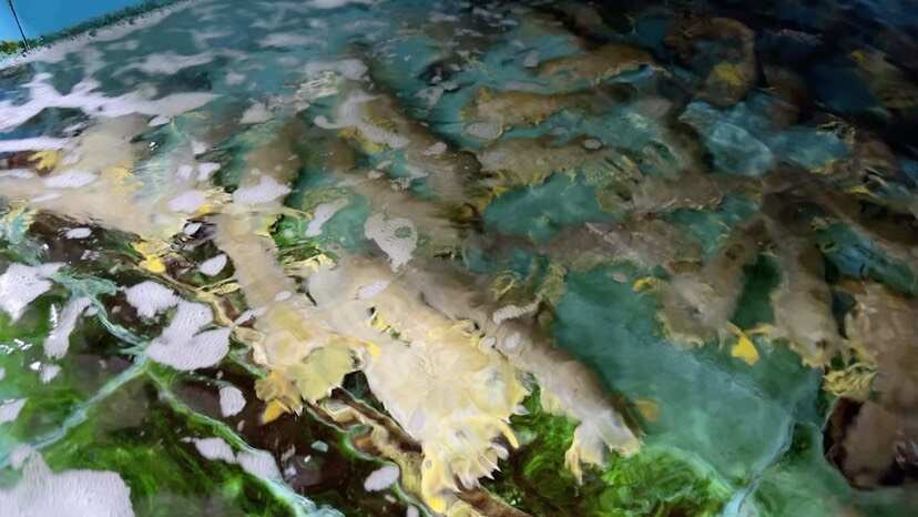 上海满膏富贵虾