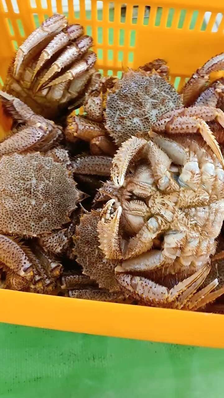 红毛蟹