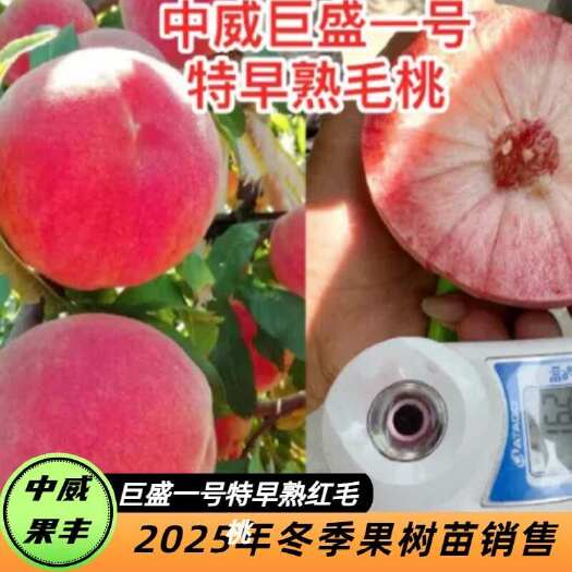 平顶山巨盛一号特早熟毛桃 5月下旬成熟 脆甜清香丰产耐储运