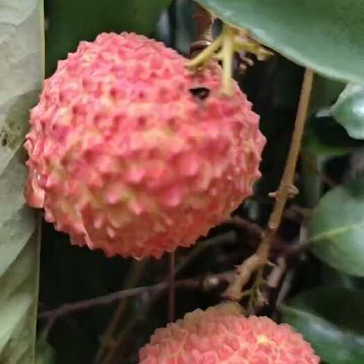 德庆县广东肇庆自家桂味荔枝，近日即将上市，欢迎各位采购商咨询。