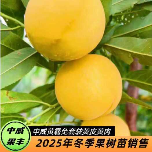 平顶山中威黄霸免套袋黄皮黄肉 六月初成熟 自花结实 挂树期