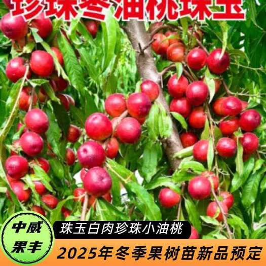 平顶山珠玉白肉珍珠小油桃5月底成熟   口感脆甜  浓甜有蜂蜜味道