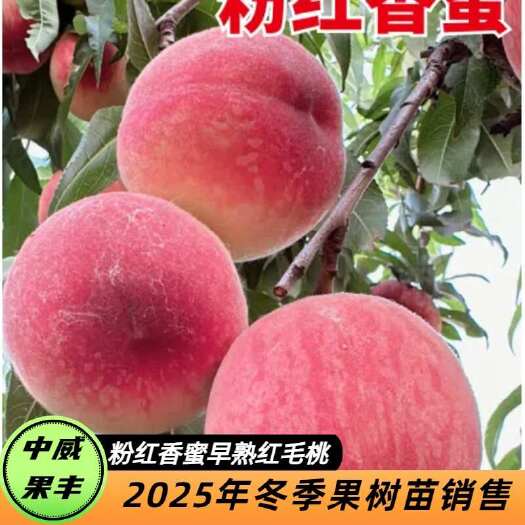 平顶山粉红香蜜早熟毛桃 5月下旬成熟 口感脆甜耐储运