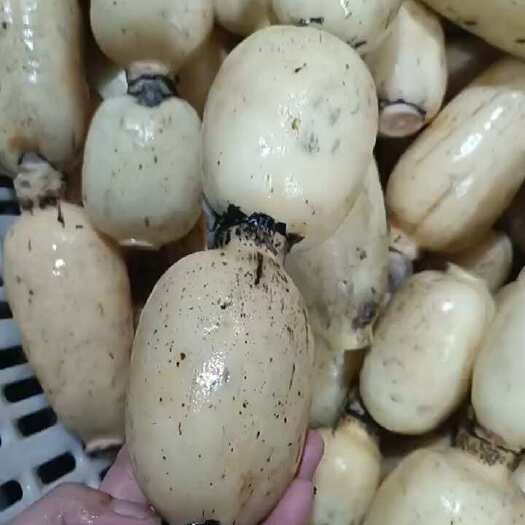 福建泉州莲藕，早藕，有点微麻，质量保证，可水洗，泥藕，装车，