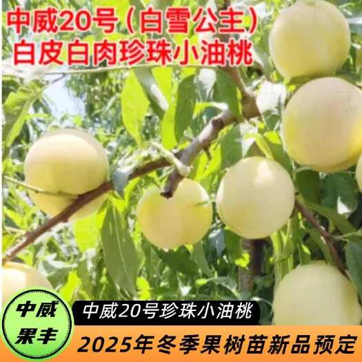 平顶山中威20号免套袋白皮白肉珍珠小油桃6月上中旬成熟  半离核