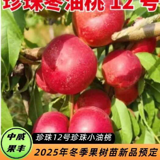 平顶山珍珠枣油桃12号6月15日成熟   免疏果  口感脆甜  外