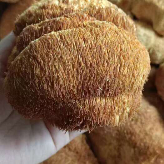 海林市【包邮】东北蘑菇，秋猴头菇，支持一件起批，欢迎联系