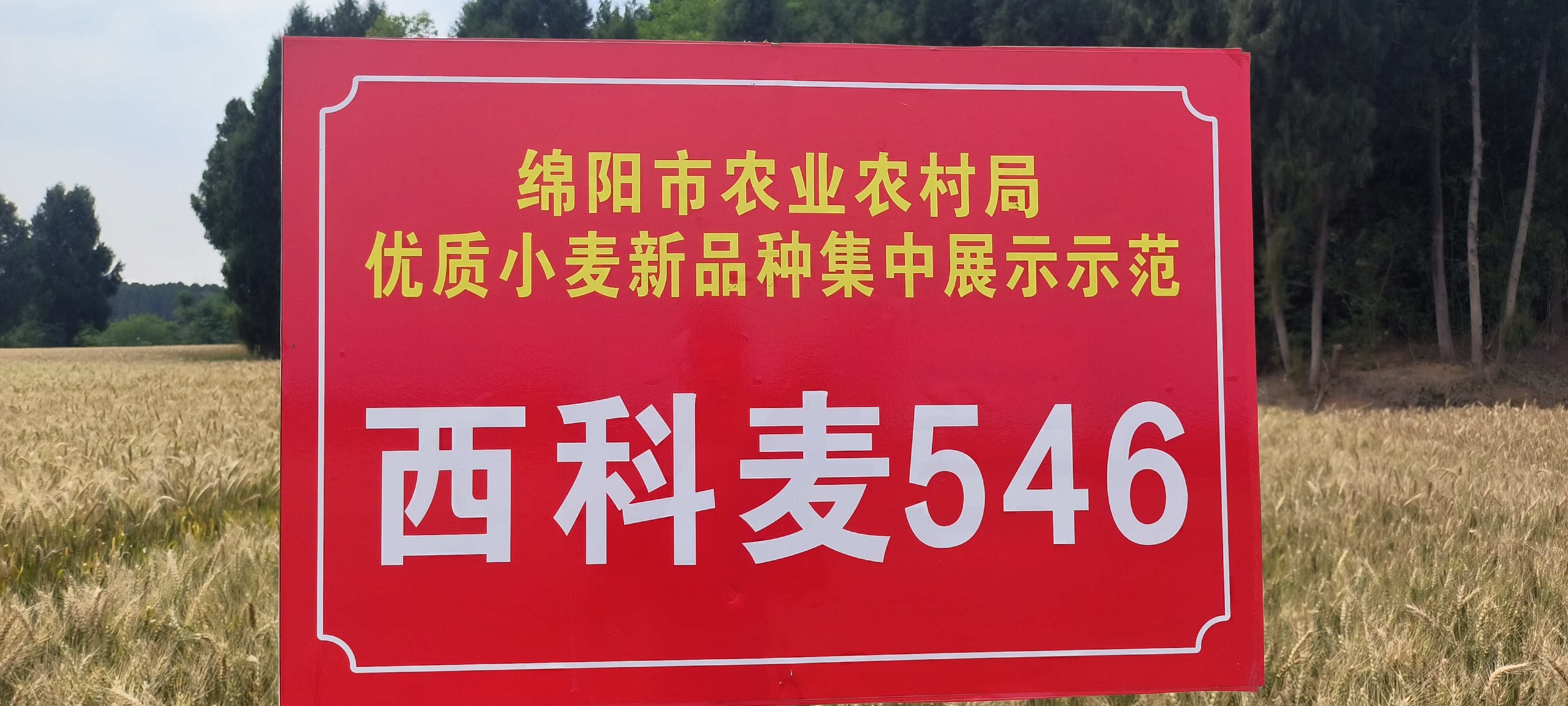 优质小麦-西科麦546