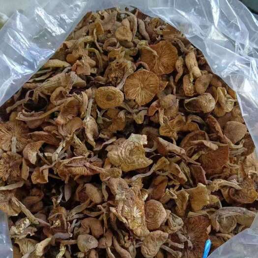 【包邮】东北榛蘑，产地直发，肉厚口感好，支持一件起批