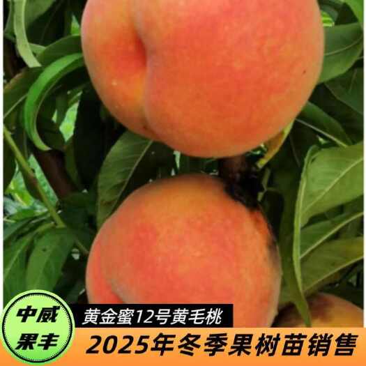 平顶山黄金蜜13号6月中下旬成熟 绒毛短少 挂树期长 自花结实 丰