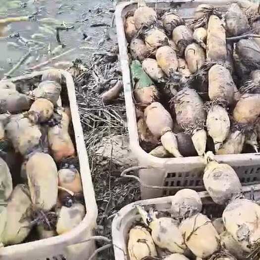福建泉州莲藕，有点微麻，可水洗，可泥藕，质量有保证，欢迎下单
