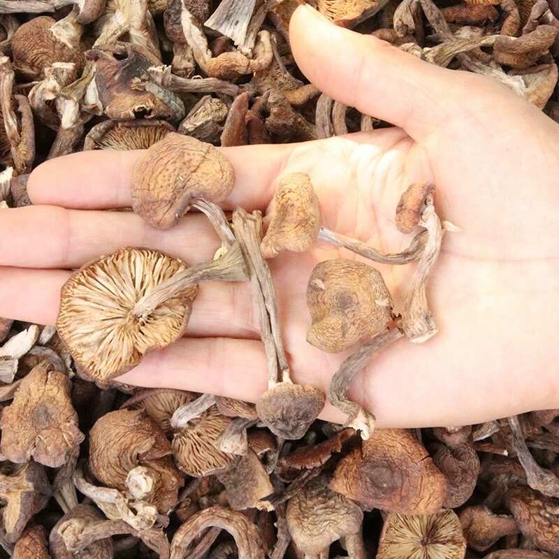 【包邮】东北榛蘑，产地直发，肉厚口感好，支持一件起批