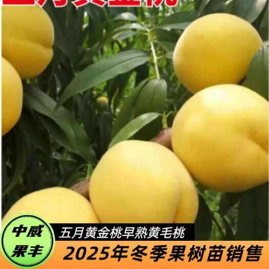 平顶山五月黄金桃 特早熟黄肉毛桃5月20号成熟 口感浓郁香甜 挂树
