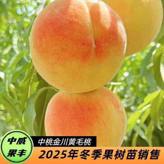 平顶山中威金川（早八两金）早熟黄毛桃 6月上旬成熟 挂树期长 丰产