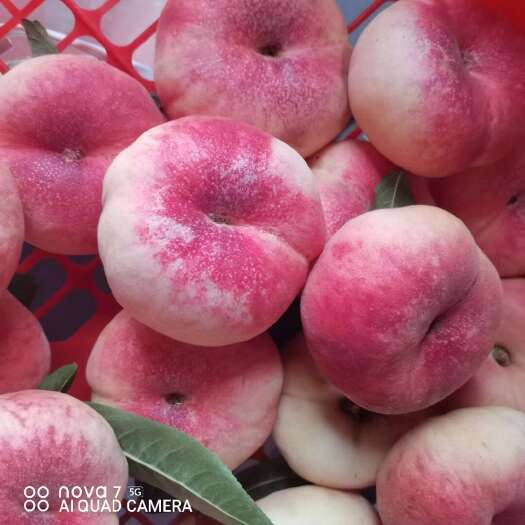 平度市毛蟠桃  桃子  大量现货批发