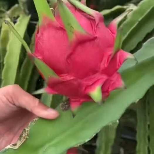 云南精品红心火龙果，价格美丽