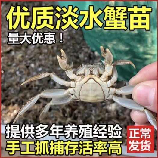 【热卖】盘锦优质蟹苗无病无菌规格齐全一手货源量大批发欢迎咨询