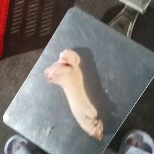 猪副产品（猪脚前后都有）
