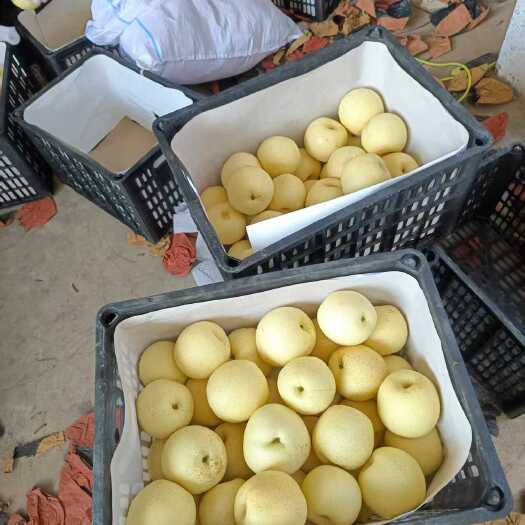 黄冠梨，新鲜上市，安徽砀山产地，品质保障，量大！