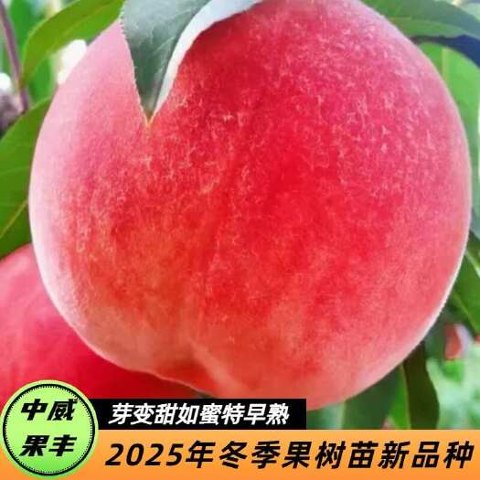 芽变甜如蜜 特早熟白肉毛桃5月下旬成熟口感酥脆果肉水分足甜度