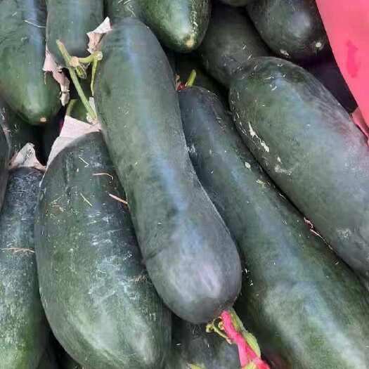 产地直销现货供应食堂工厂黑皮吊冬瓜