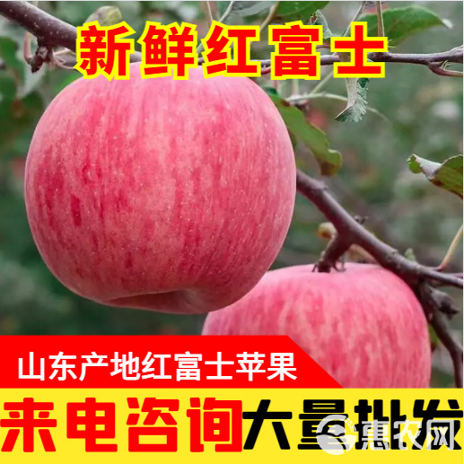 栖霞市真红富士山东烟台苹果新鲜水果应季当季脆甜冰糖心批发