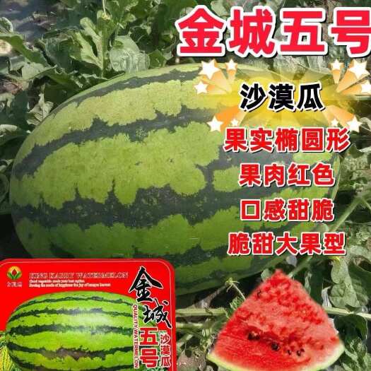 中宁县金城5号西瓜耐重茬西瓜种早熟甜冠巨型懒汉西瓜大量有货
