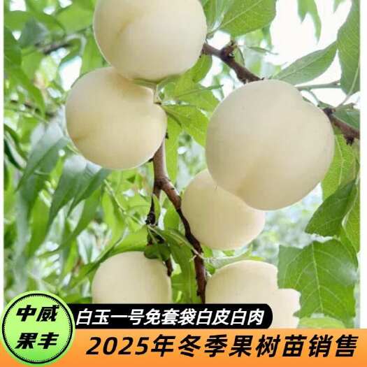 平顶山白玉一号免套袋纯白品种 6月初成熟 SH肉质丰产耐储运