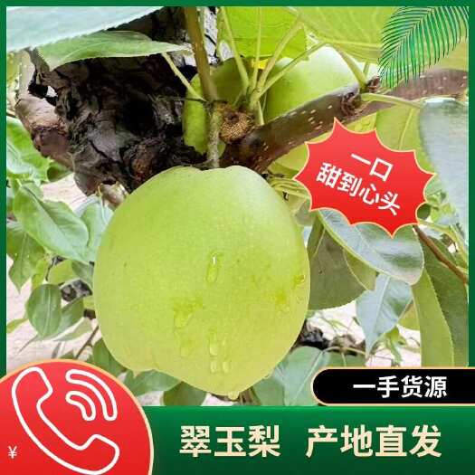 砀山县翠玉梨，砀山产地直发，新品上市，品质保障！