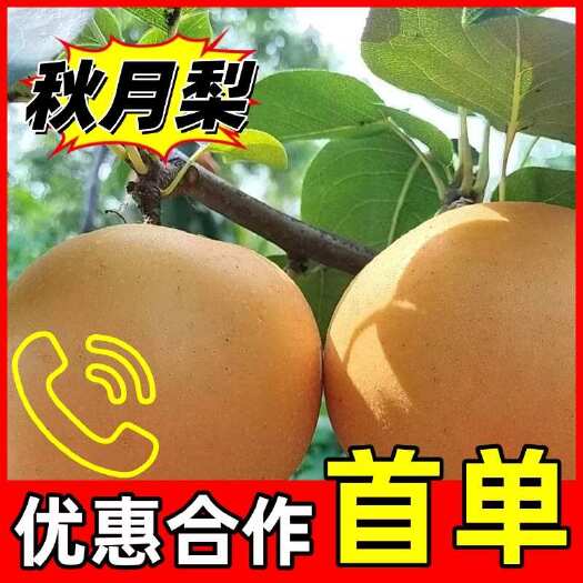 砀山县秋月梨，安徽产地，一手货源，品质保障！